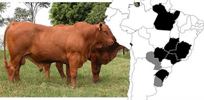 Genetic Architecture of Carcass and Meat Quality Traits in Montana Tropical® Composite Beef Cattle